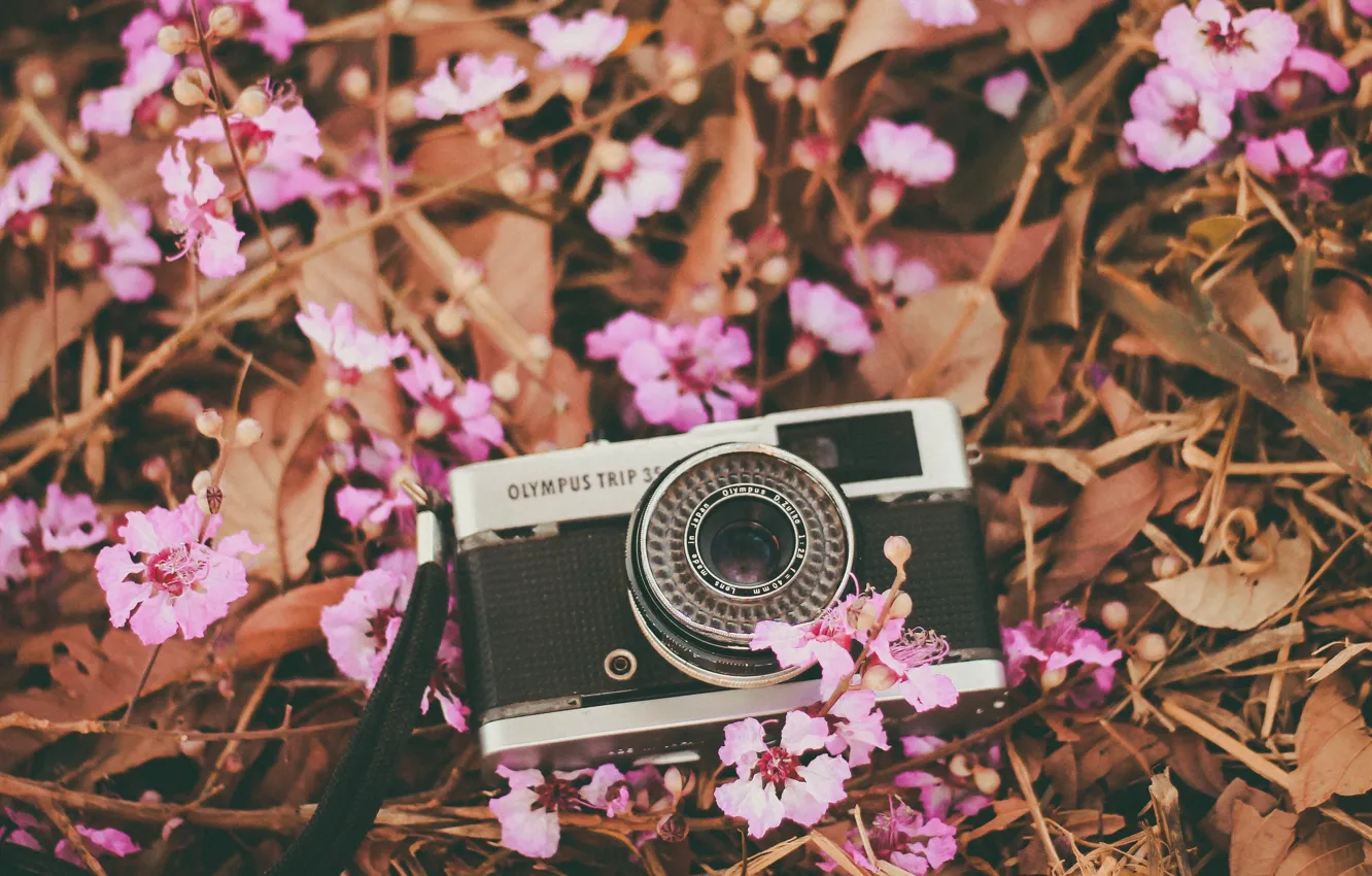 Photo wallpaper flowers, camera, petals, the camera, lens, pink