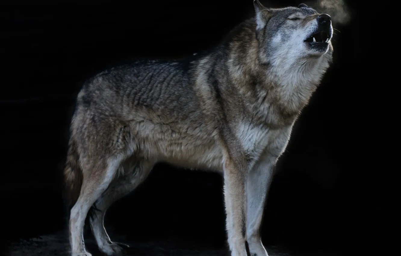 Photo wallpaper Predator, nature, animal, wolf, canis lupus, wildlife, howling, portrait.