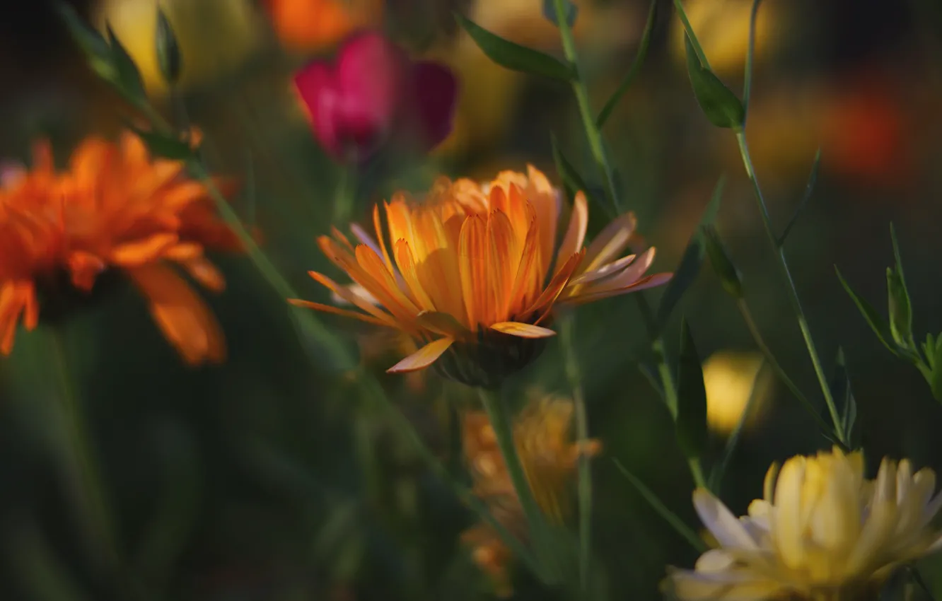 Photo wallpaper summer, flowers, stems, blur, garden, orange, flowerbed, marigolds