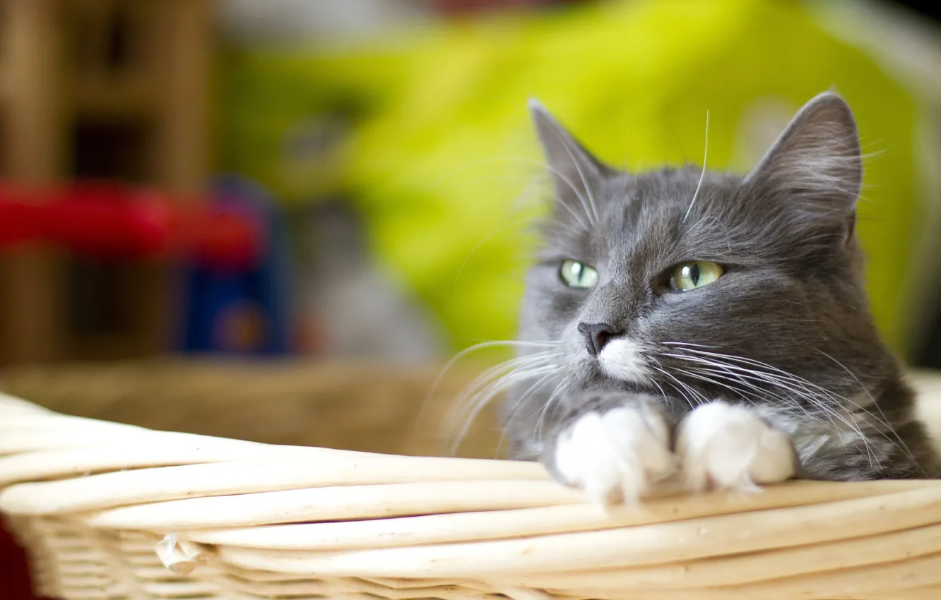 Photo wallpaper cat, cat, grey, basket, legs, white
