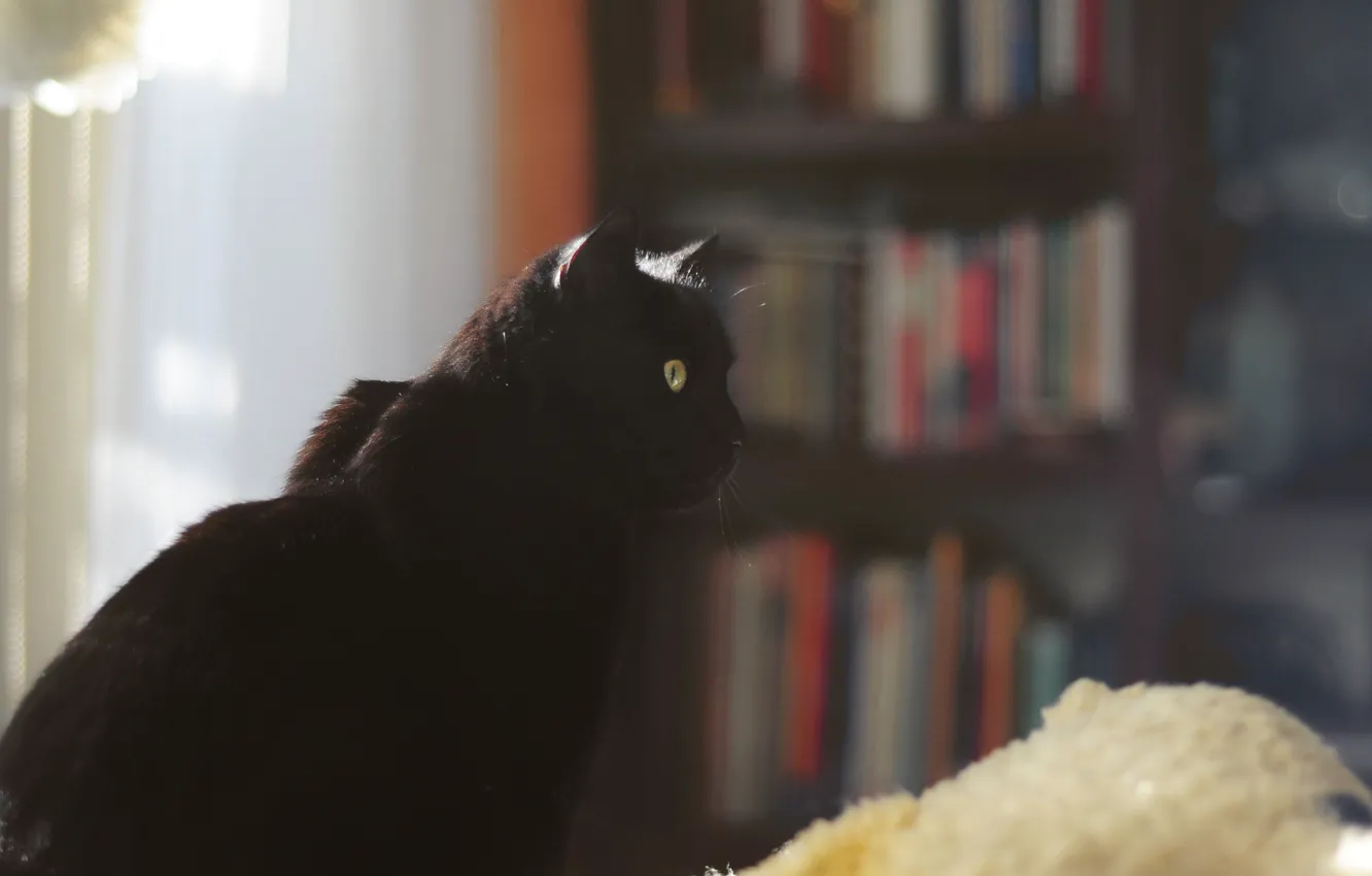 Photo wallpaper cat, cat, black