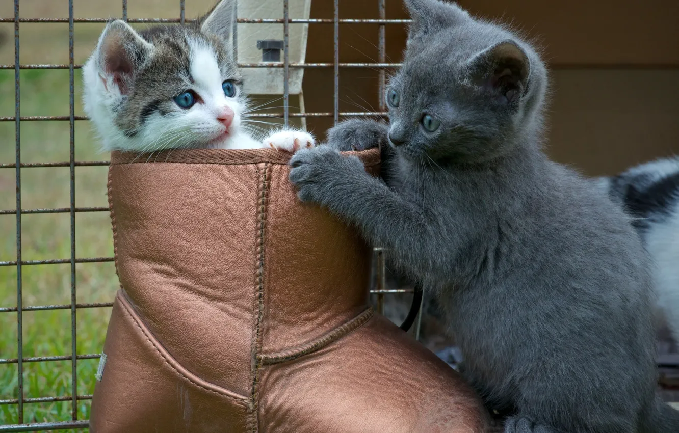 Photo wallpaper the game, shoes, kitty