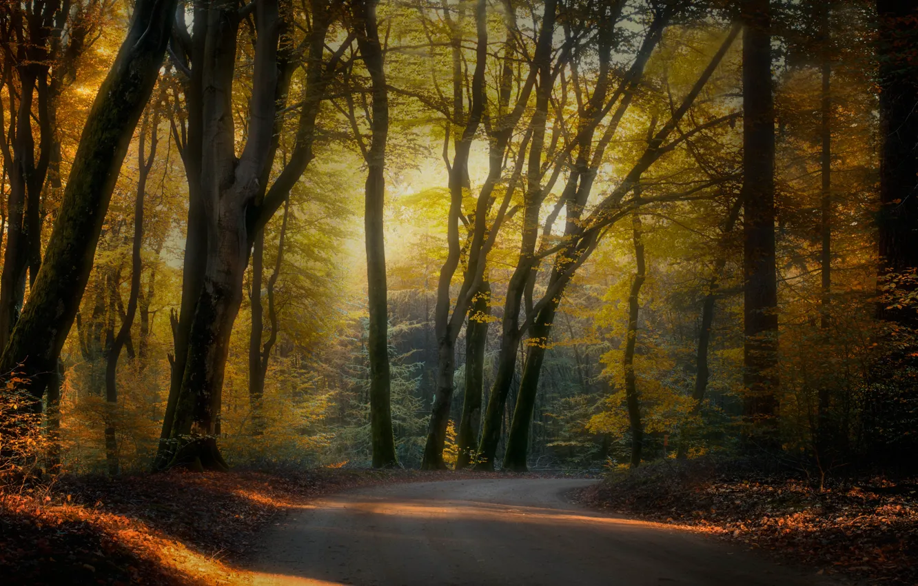 Photo wallpaper road, autumn, forest, trees, branches, Park