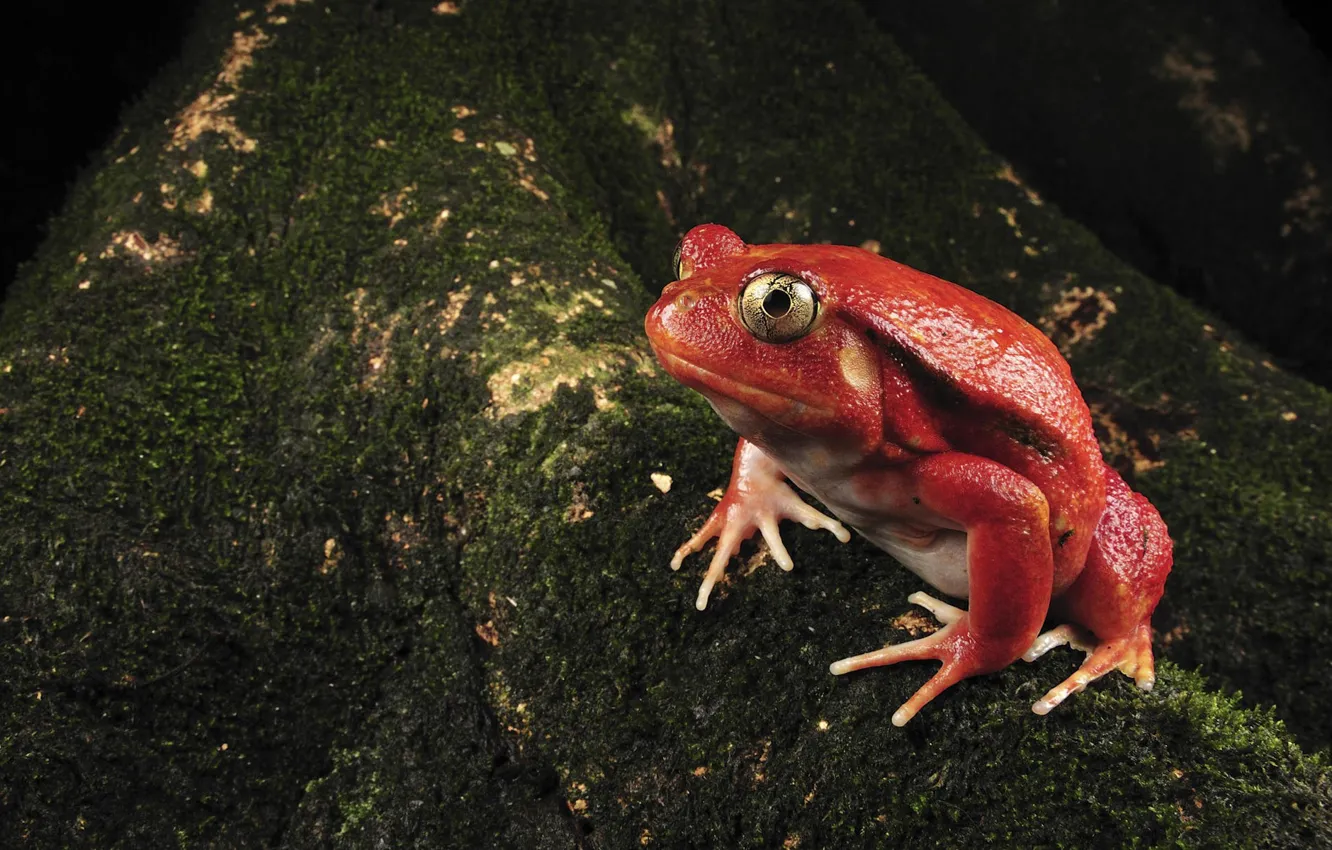 Photo wallpaper Red, Frog, Moss