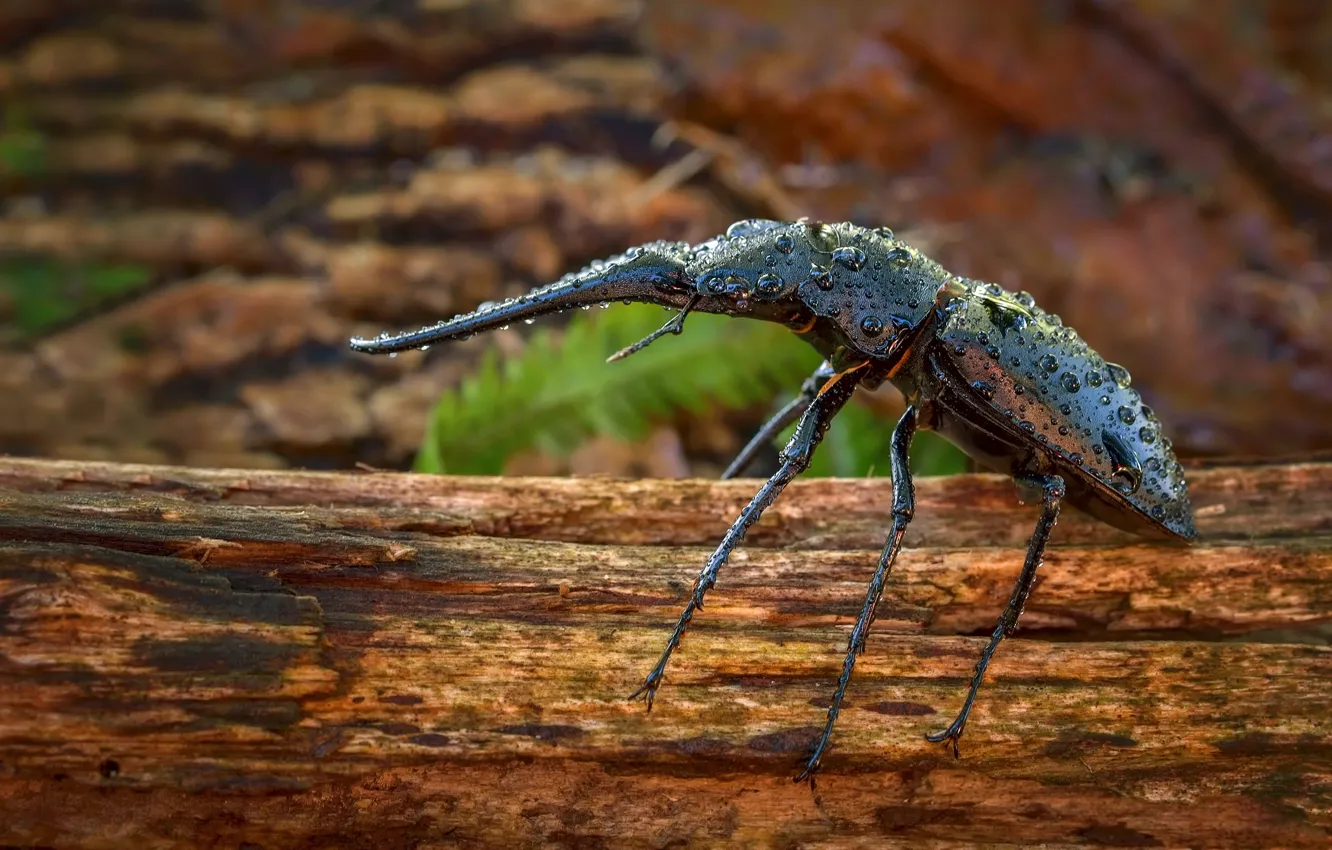 Photo wallpaper drops, macro, beetle, insect, bark