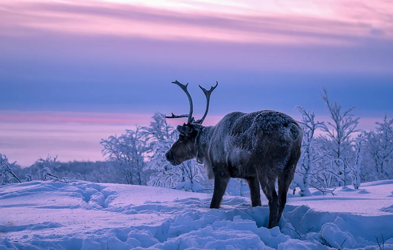Photo wallpaper winter, snow, sunset, deer, the snow, Russia, Reindeer, The Kola Peninsula