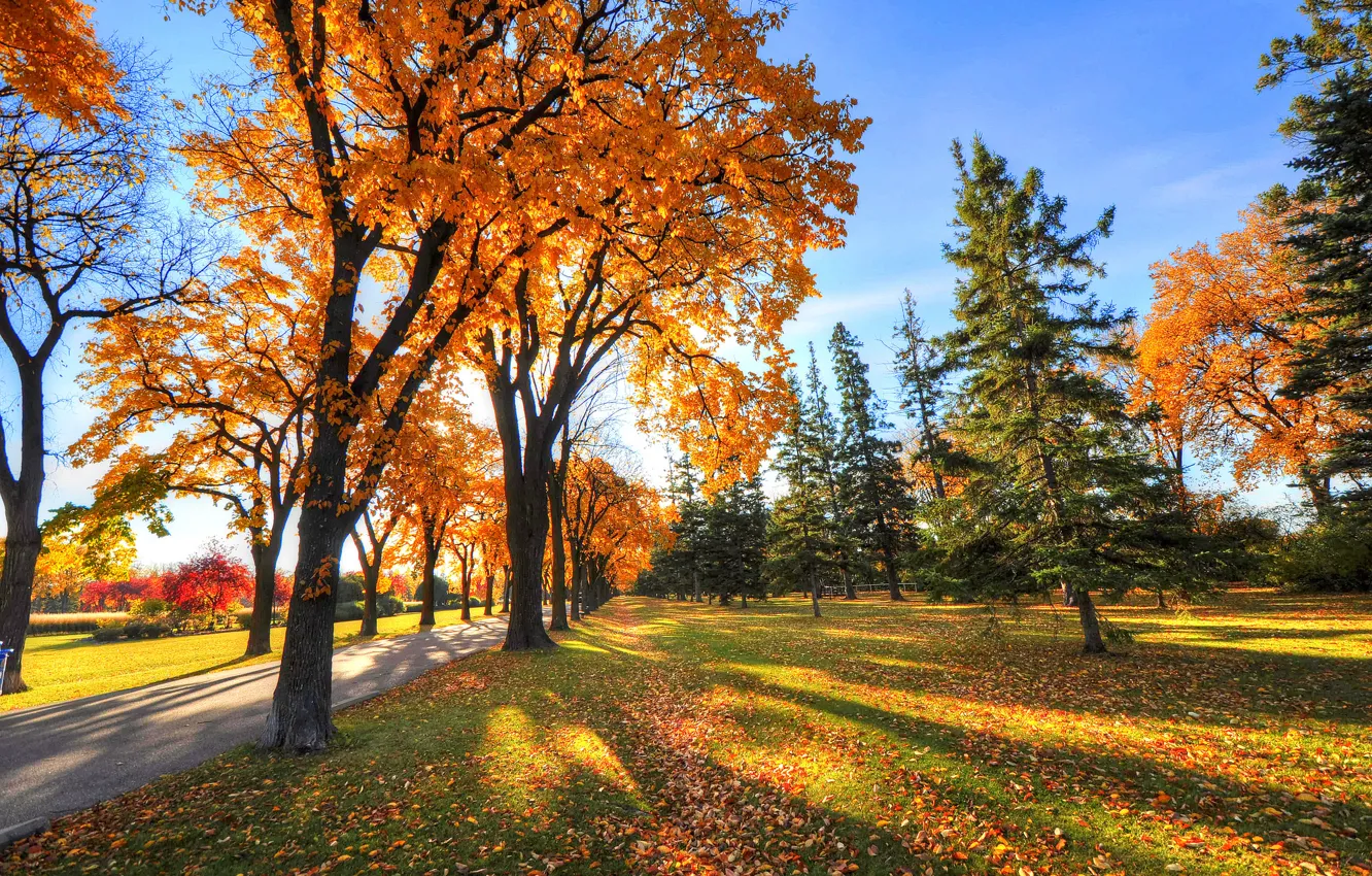 Photo wallpaper autumn, the sky, grass, trees, Park, shadow, alley