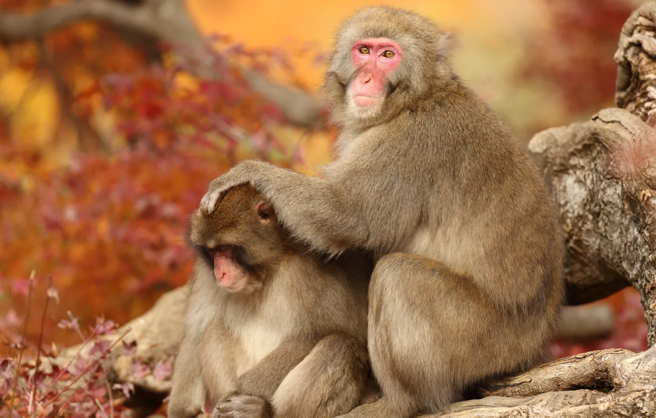 Photo wallpaper look, macaques, two, pair, monkey