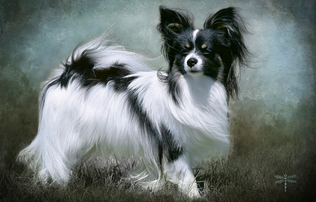 Photo wallpaper sweetheart, breed, Papillon