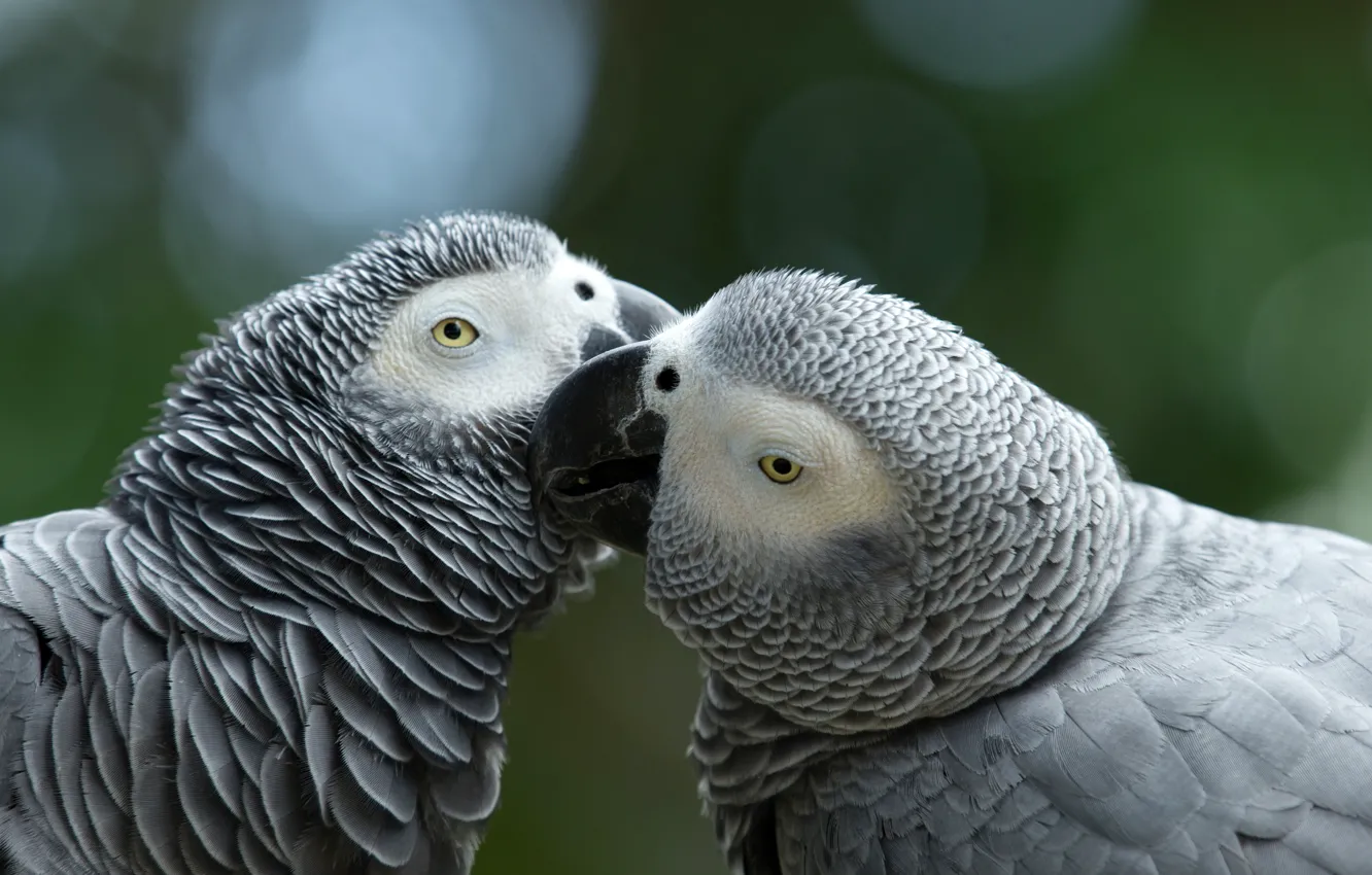 Photo wallpaper love, kiss, pair, parrots