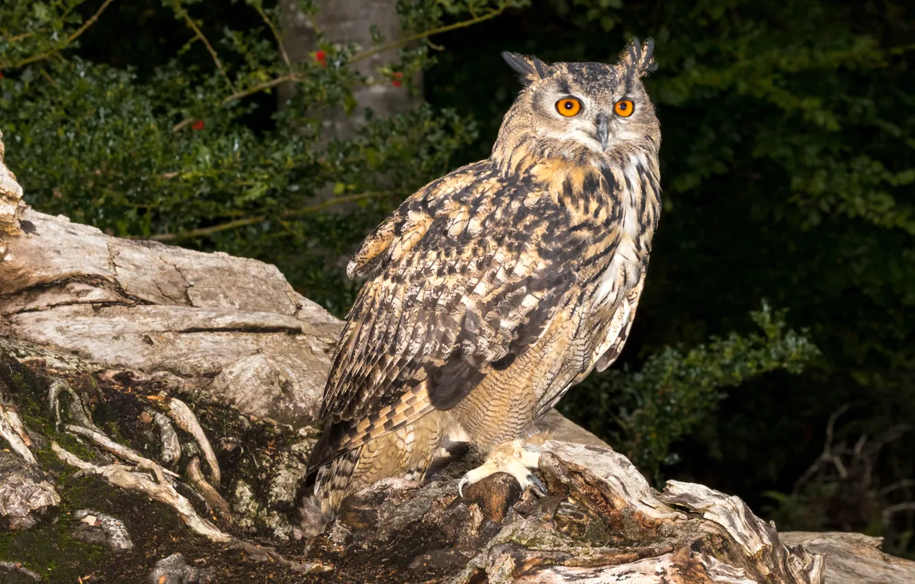 Photo wallpaper forest, look, trees, branches, roots, owl, bird, log