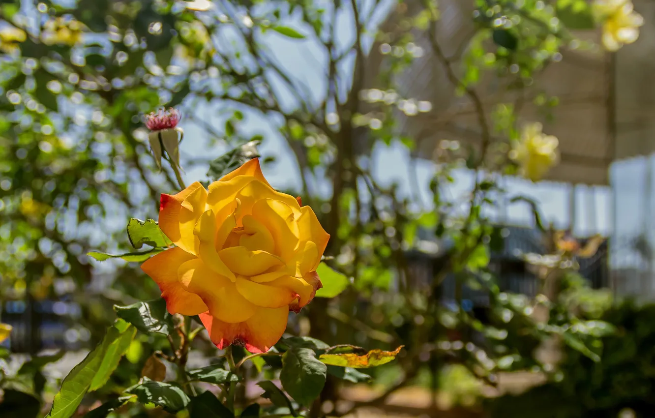 Photo wallpaper nature, roses, petals, garden