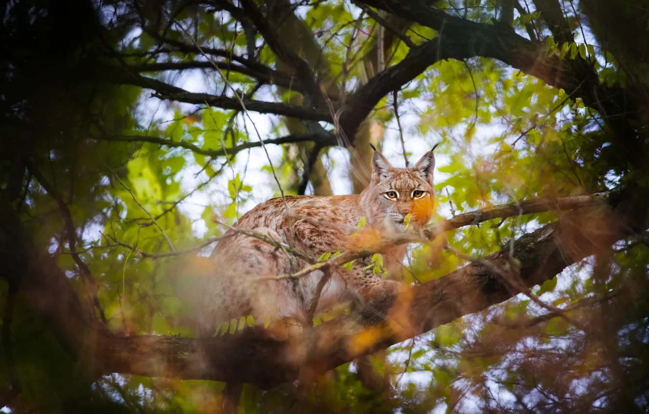 Photo wallpaper look, trees, branches, foliage, lynx, bokeh