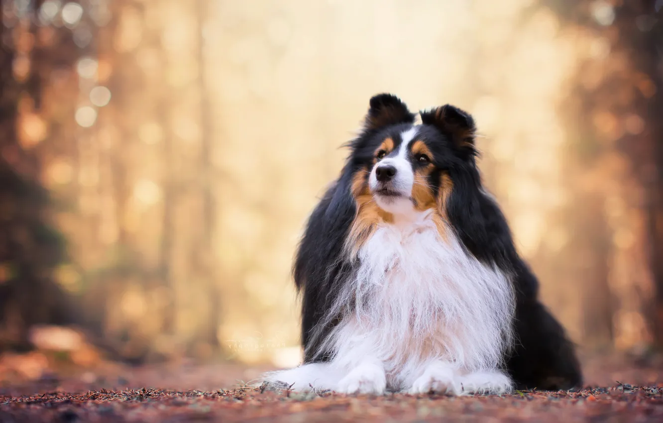 Photo wallpaper portrait, dog, bokeh, Sheltie, Shetland Sheepdog