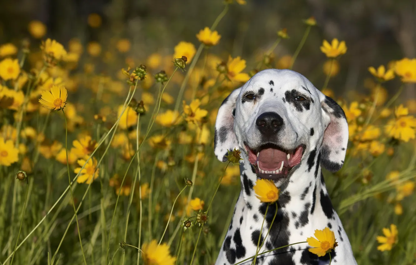 Photo wallpaper flowers, dog, Dalmatians