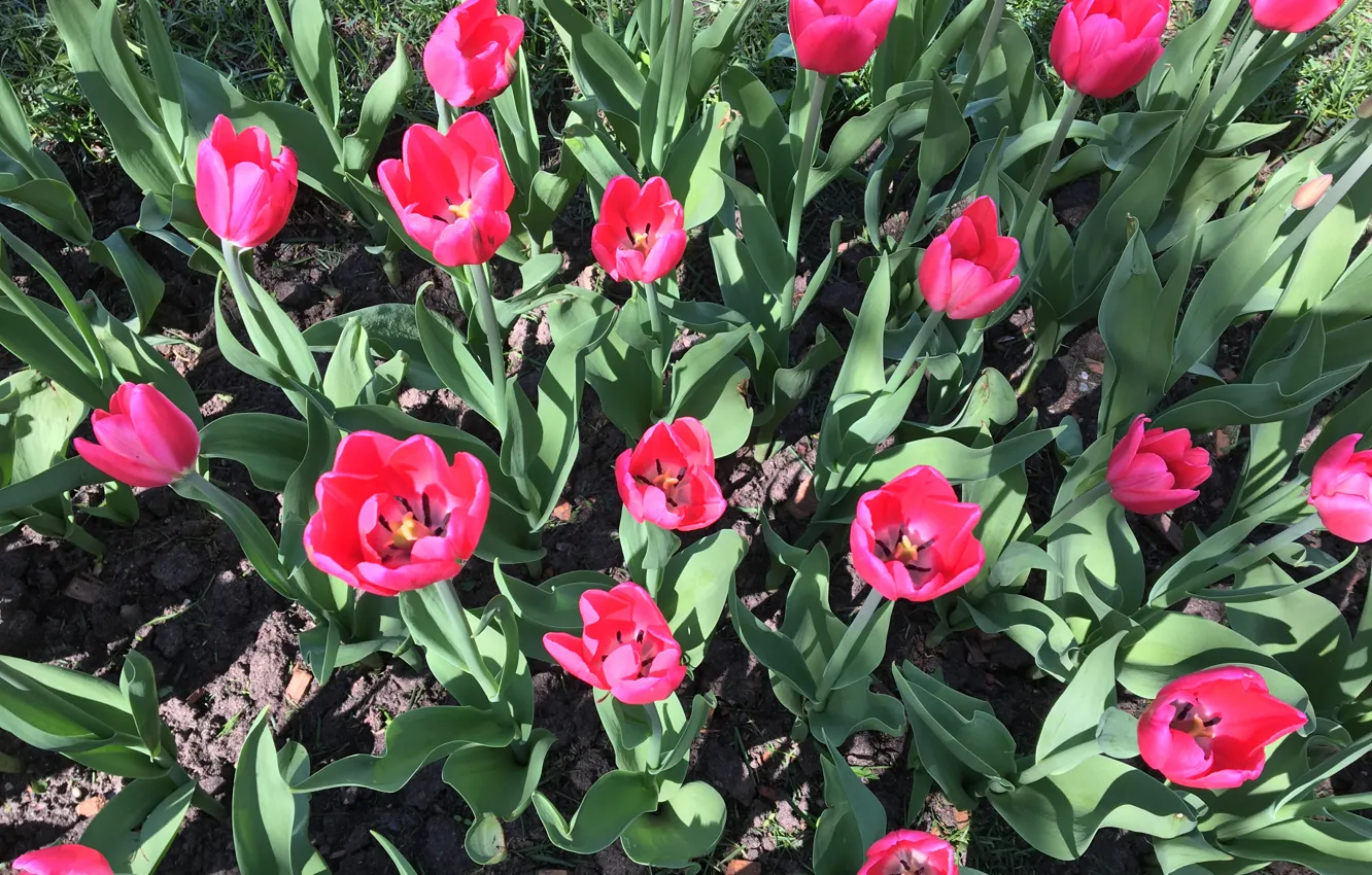 Photo wallpaper flowers, nature, plant, tulips, flora