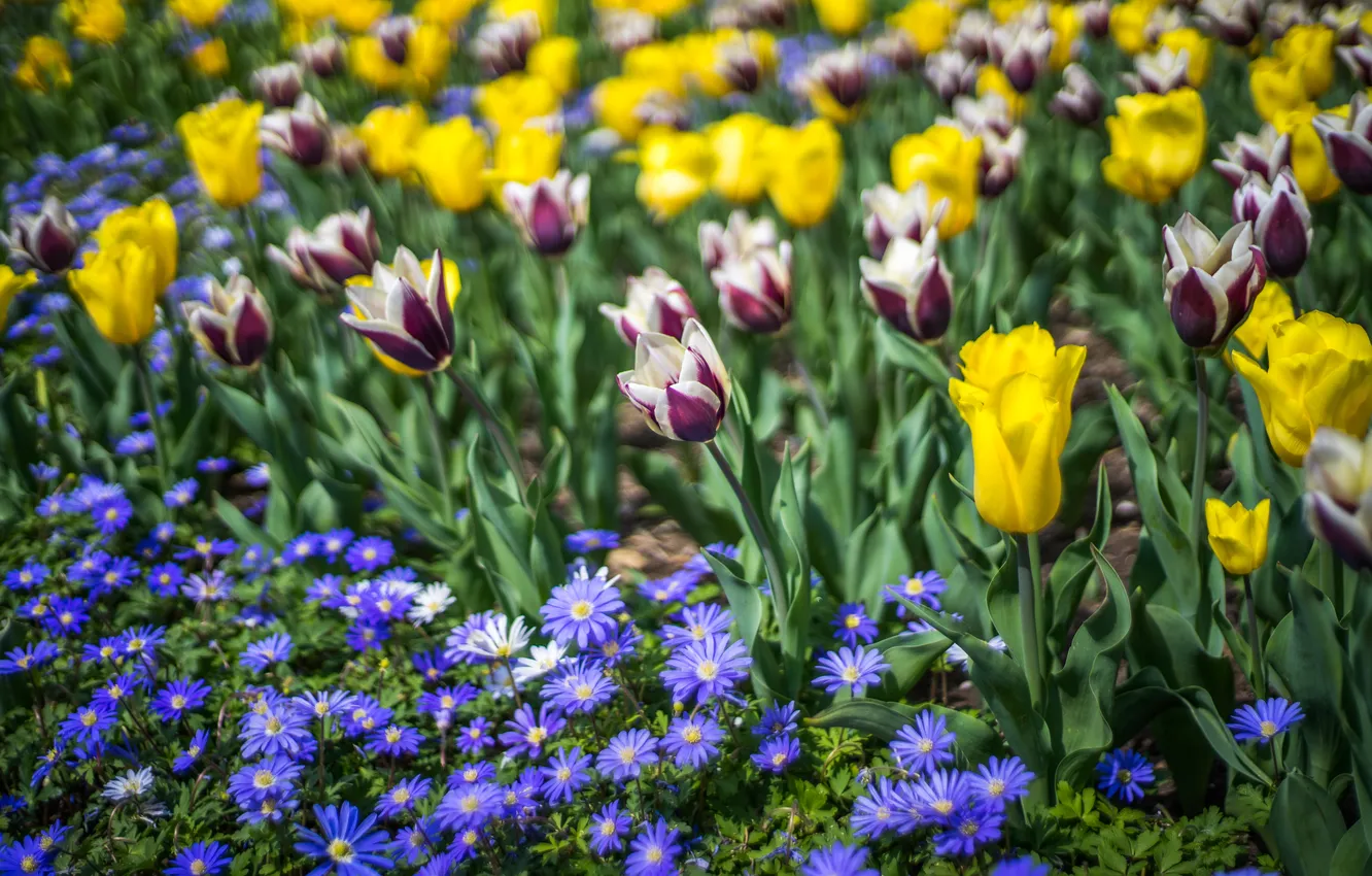 Photo wallpaper flowers, blur, spring, tulips, flowerbed, different, bokeh