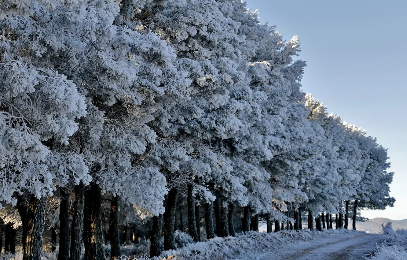 Photo wallpaper winter, road, forest