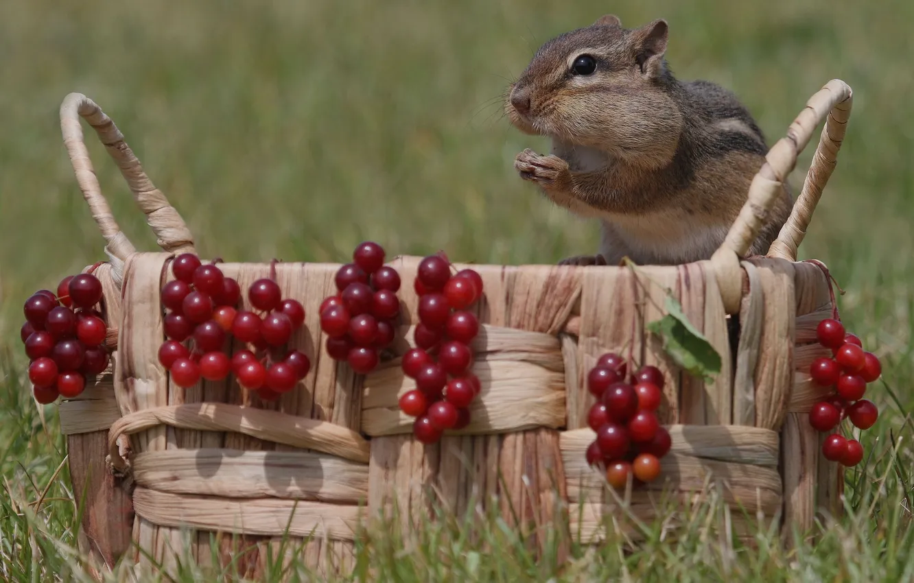 Photo wallpaper berries, basket, Chipmunk