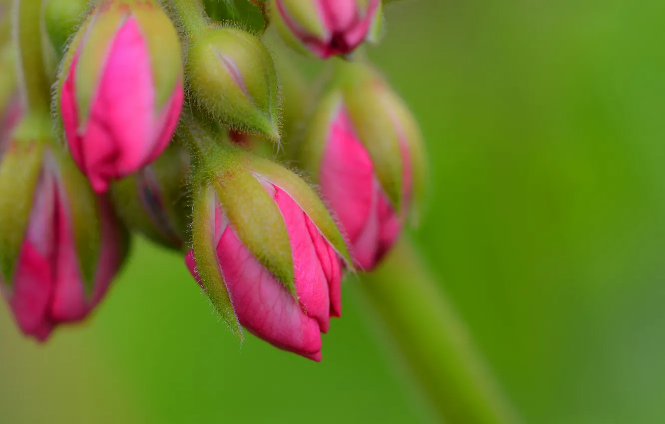 Photo wallpaper flowers, nature, petals, buds