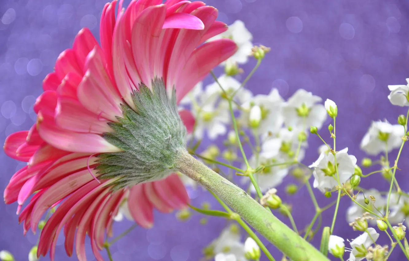 Photo wallpaper plant, petals, stem, gerbera