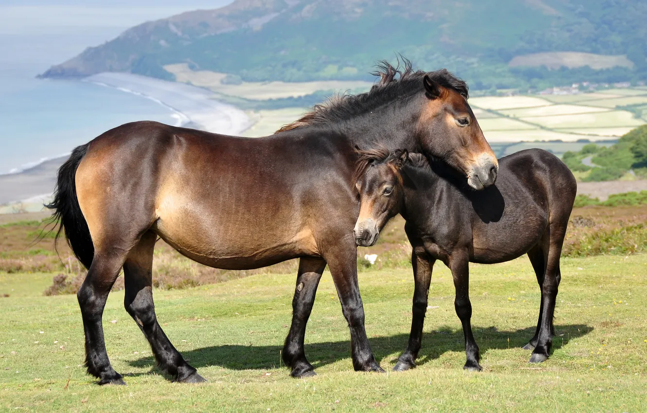 Photo wallpaper horse, foal, brown
