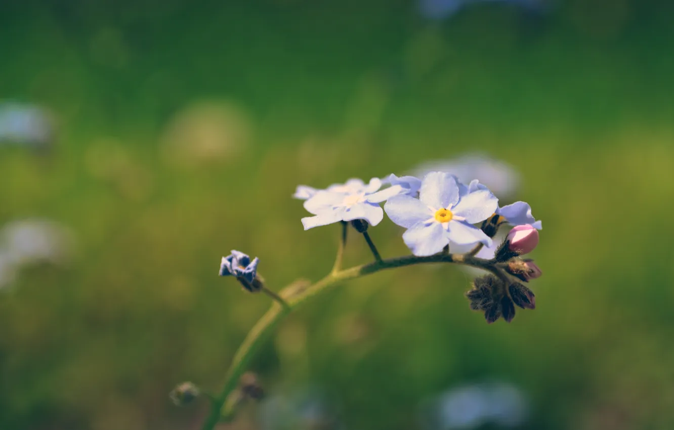 Photo wallpaper greens, macro, flowers, nature, plant, stem, forget-me-nots