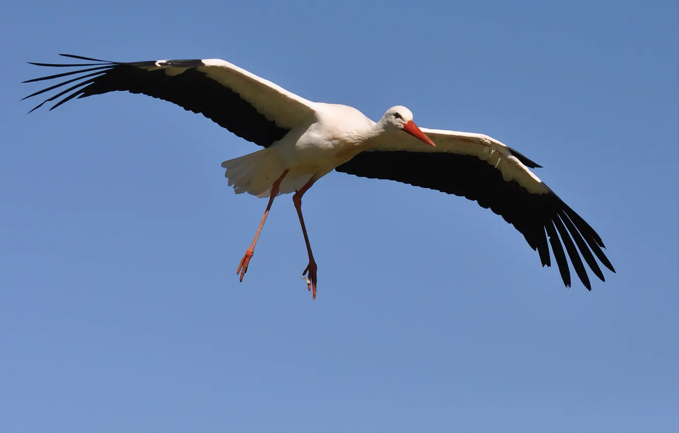 Photo wallpaper flight, bird, stork