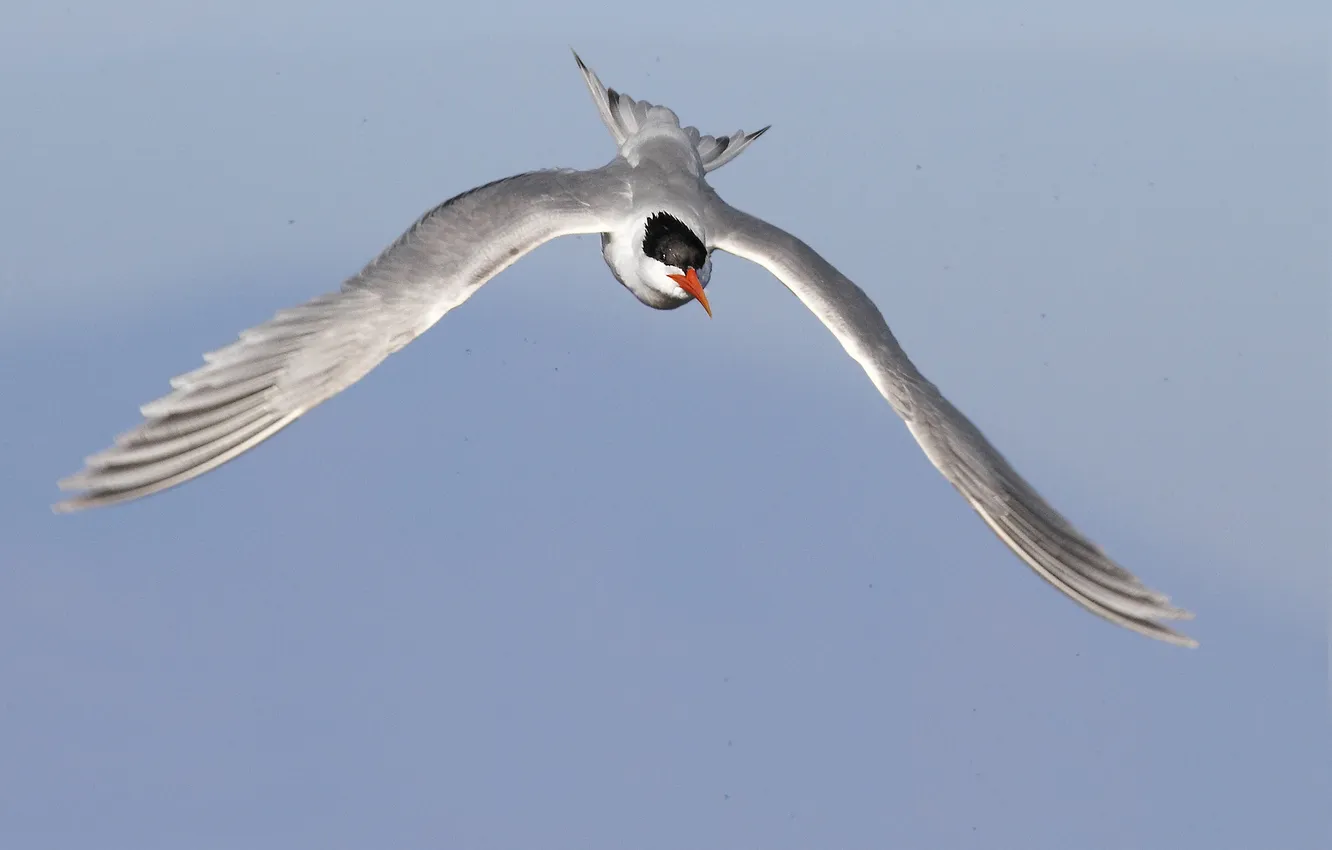 Photo wallpaper the sky, flight, bird, wings, Tern