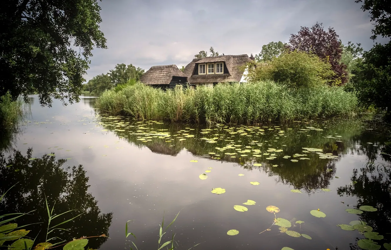 Photo wallpaper pond, thickets, shore, house