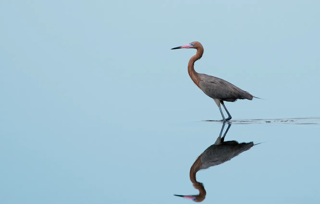 Photo wallpaper bird, lake, reflection, wildlife, mirror, hunting, egret