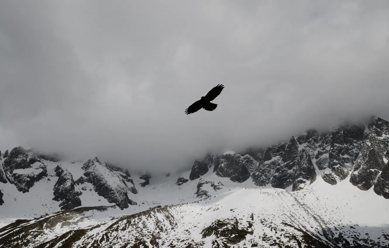 Photo wallpaper clouds, snow, mountains, fog, bird, eagle, tops, mountains