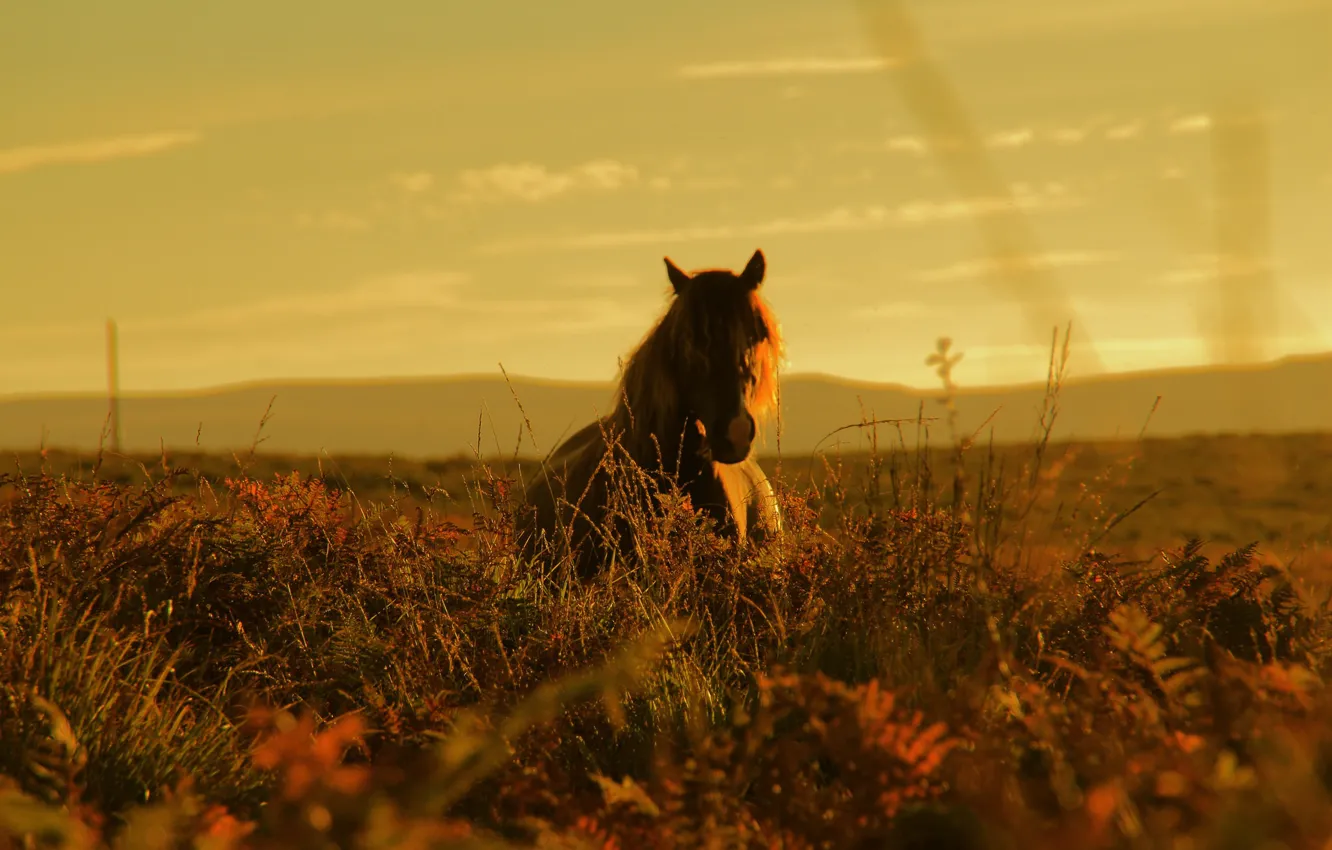 Photo wallpaper sunny, wildlife, countryside, horse, sunset, hills