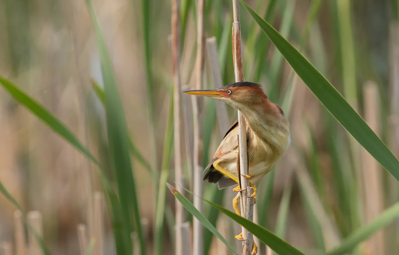 Photo wallpaper bird, reed, bittern