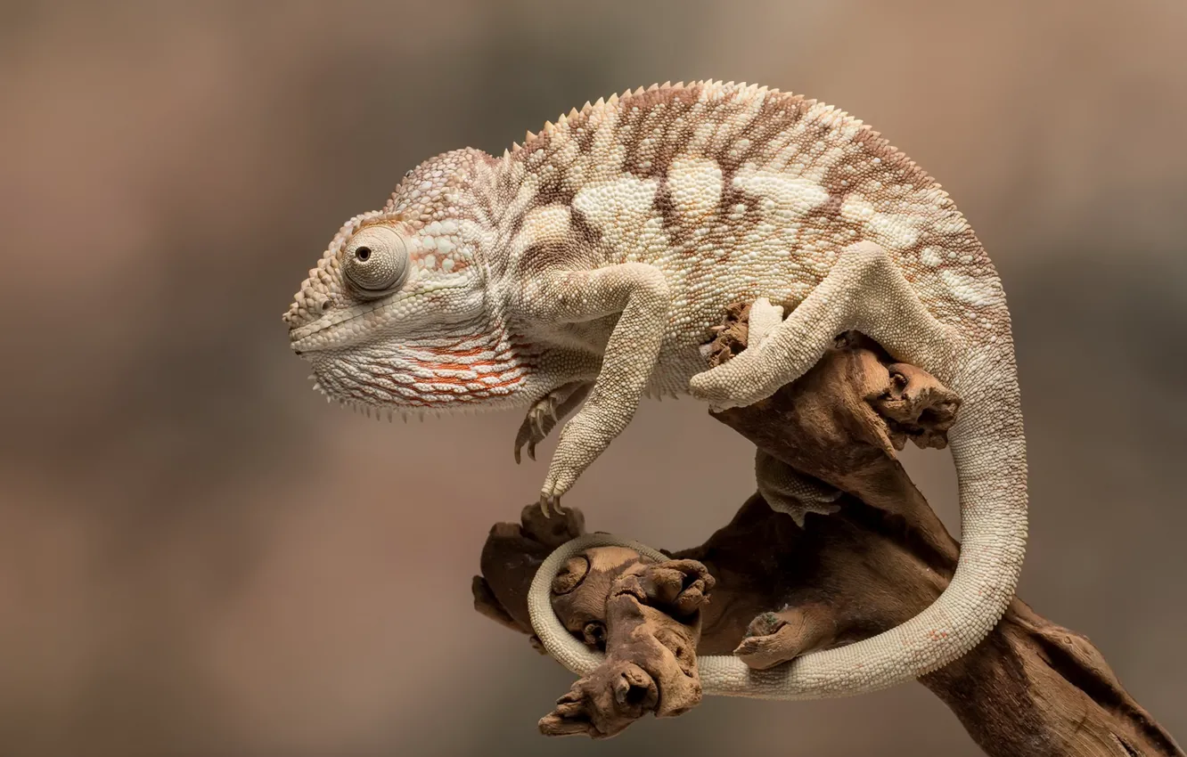 Photo wallpaper nature, chameleon, background