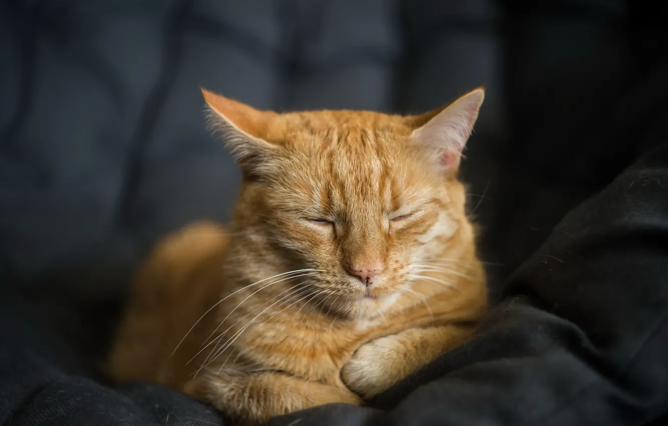 Photo wallpaper cat, comfort, home