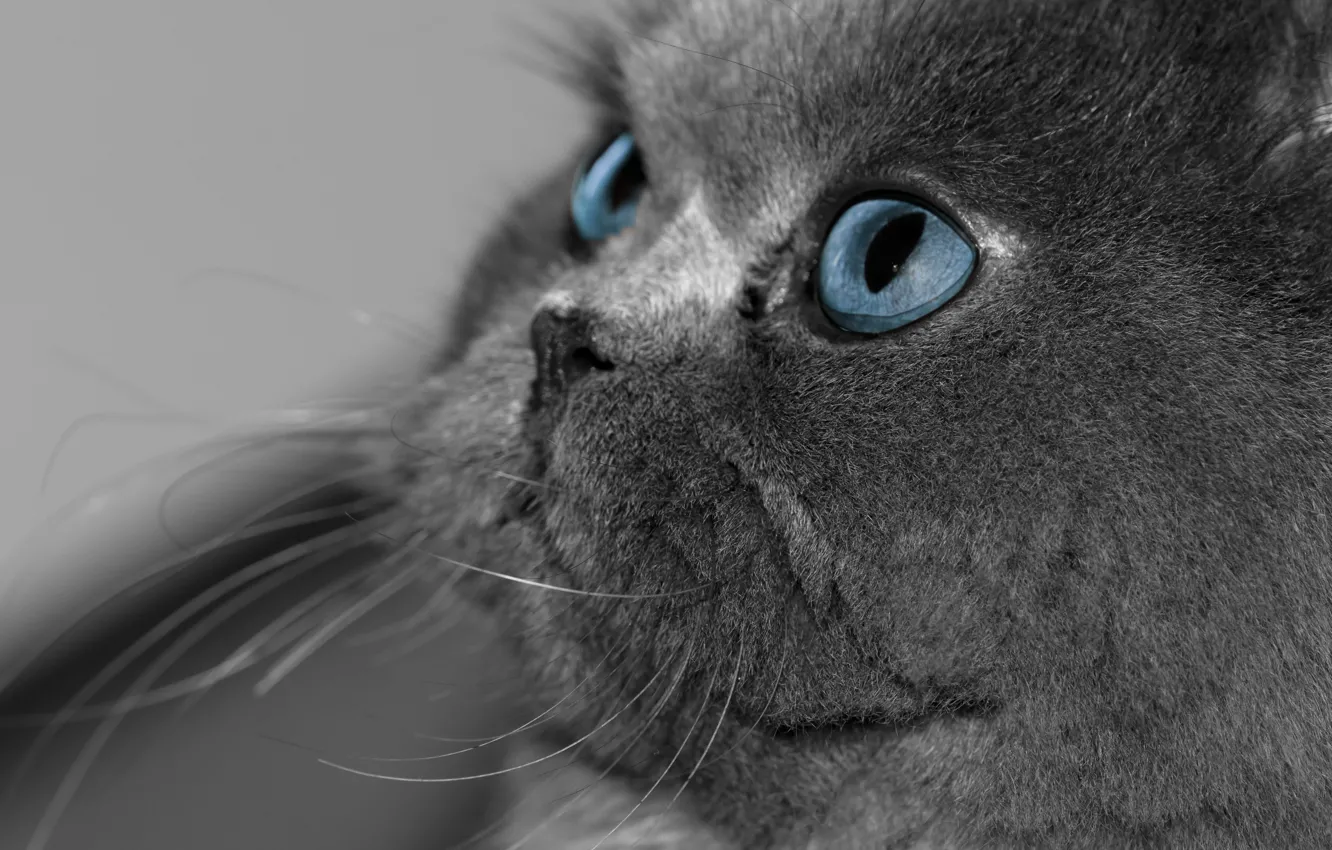 Photo wallpaper cat, eyes, cat, look, grey, blue