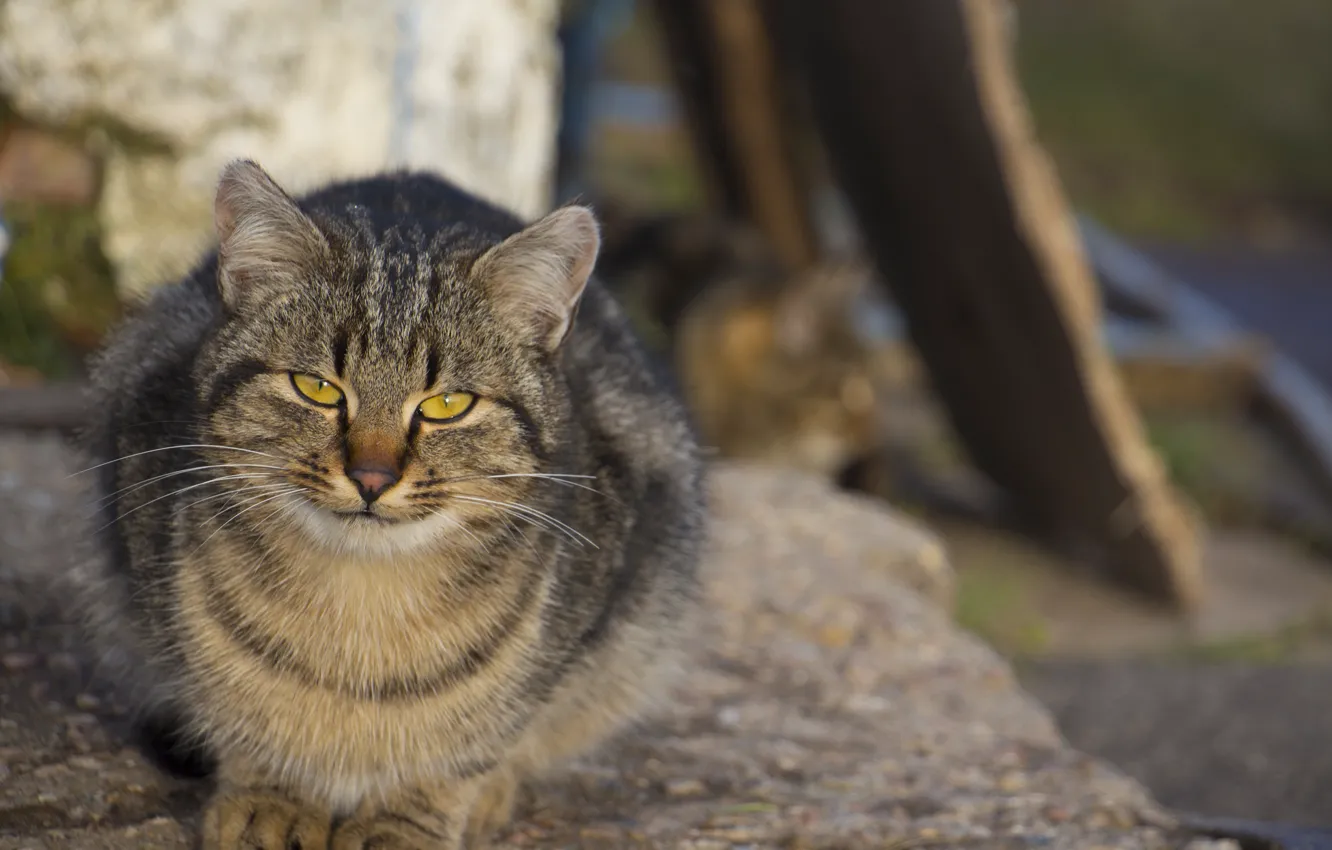 Photo wallpaper cat, look, sitting, pussy