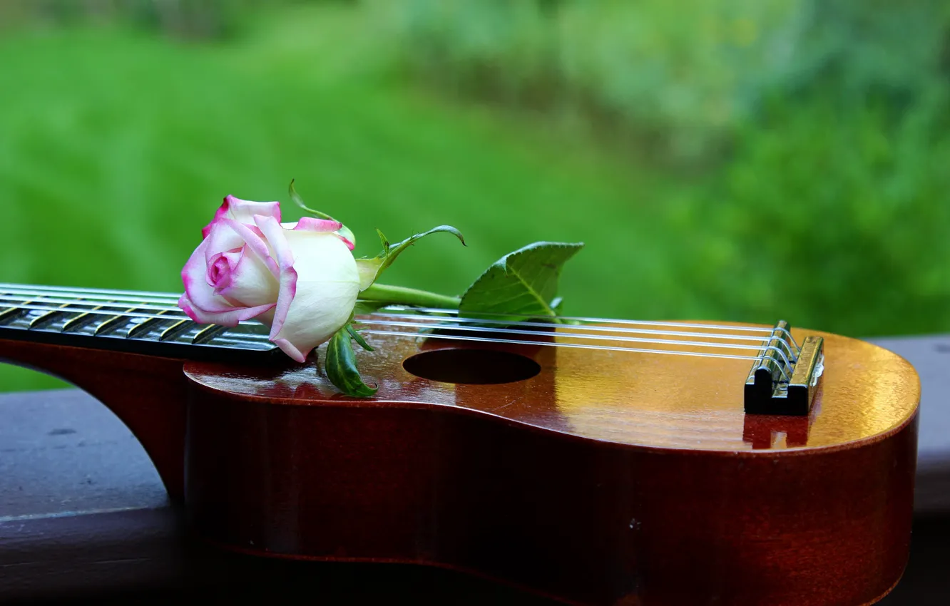 Photo wallpaper flowers, music, guitar, roses, musical instrument