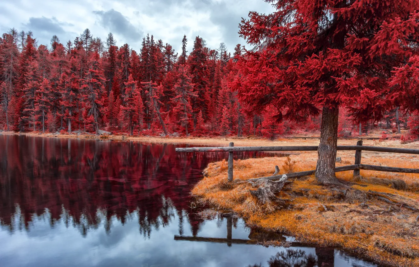 Photo wallpaper autumn, forest, trees, lake, shore, pond, the crimson