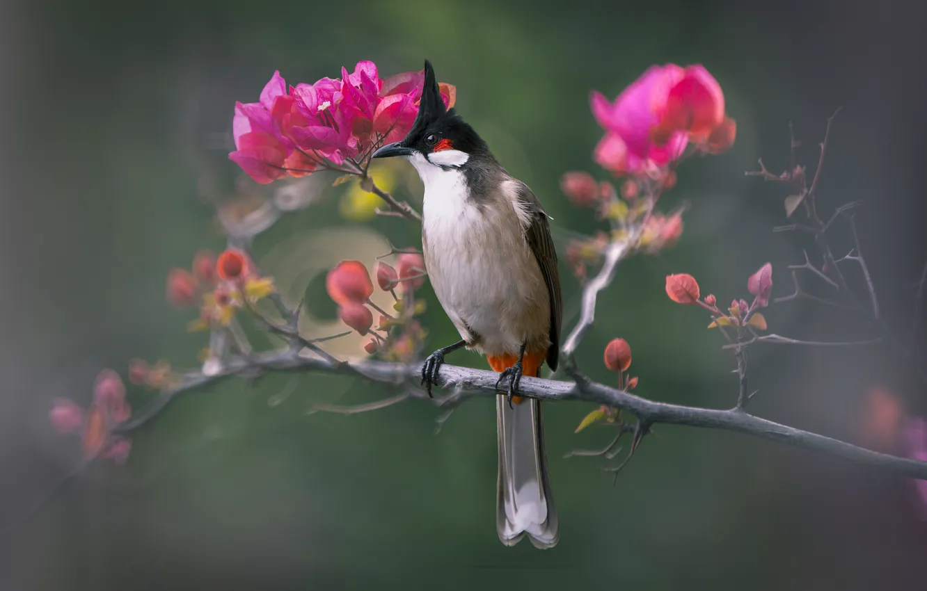Photo wallpaper flowers, branches, bird, blur, bokeh, bougainvillea, Bulbul, red - eared bulbul