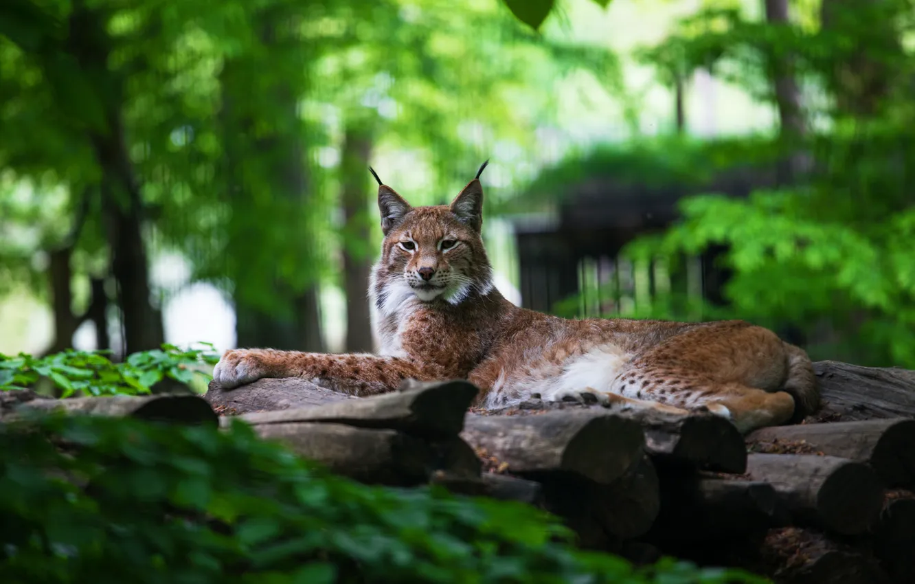 Photo wallpaper greens, summer, look, face, pose, green, background, foliage
