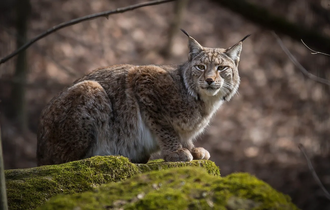 Photo wallpaper look, nature, lynx
