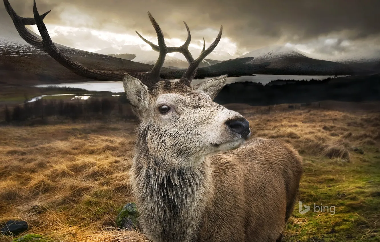 Photo wallpaper mountains, nature, lake, deer, Scotland, horns