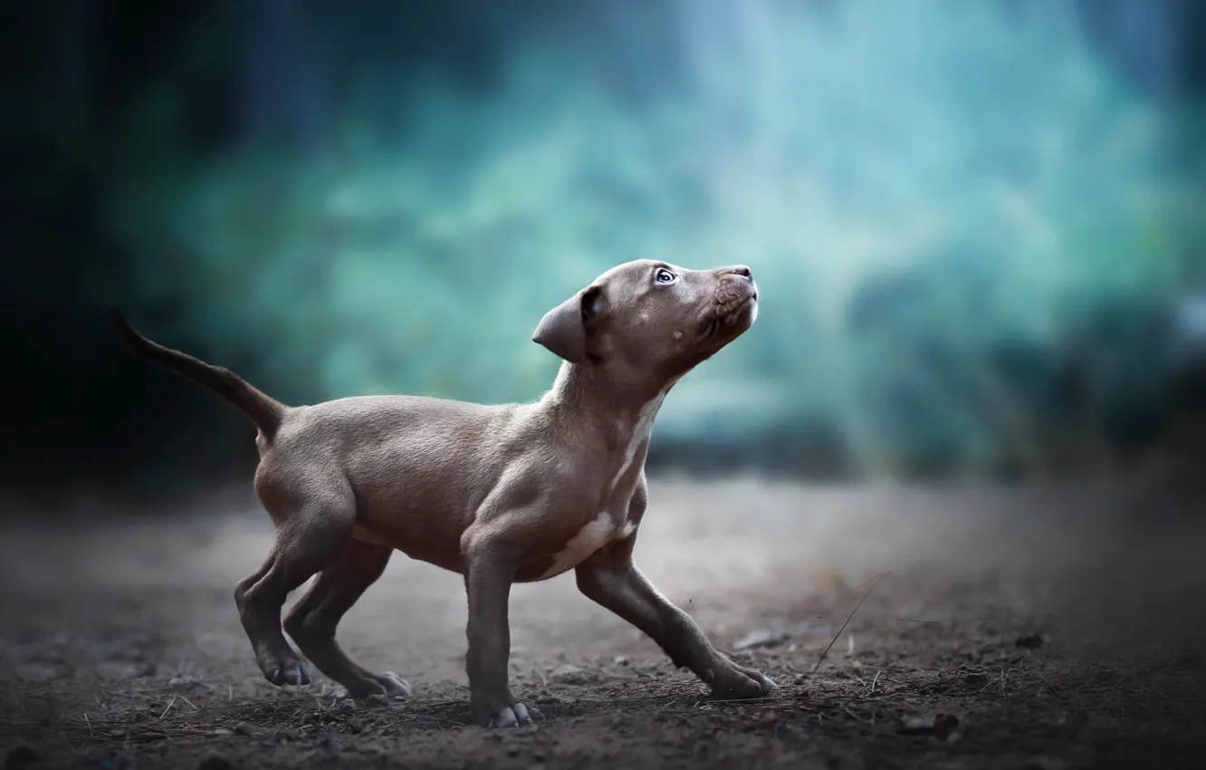Photo wallpaper look, nature, pose, grey, background, glade, dog, puppy