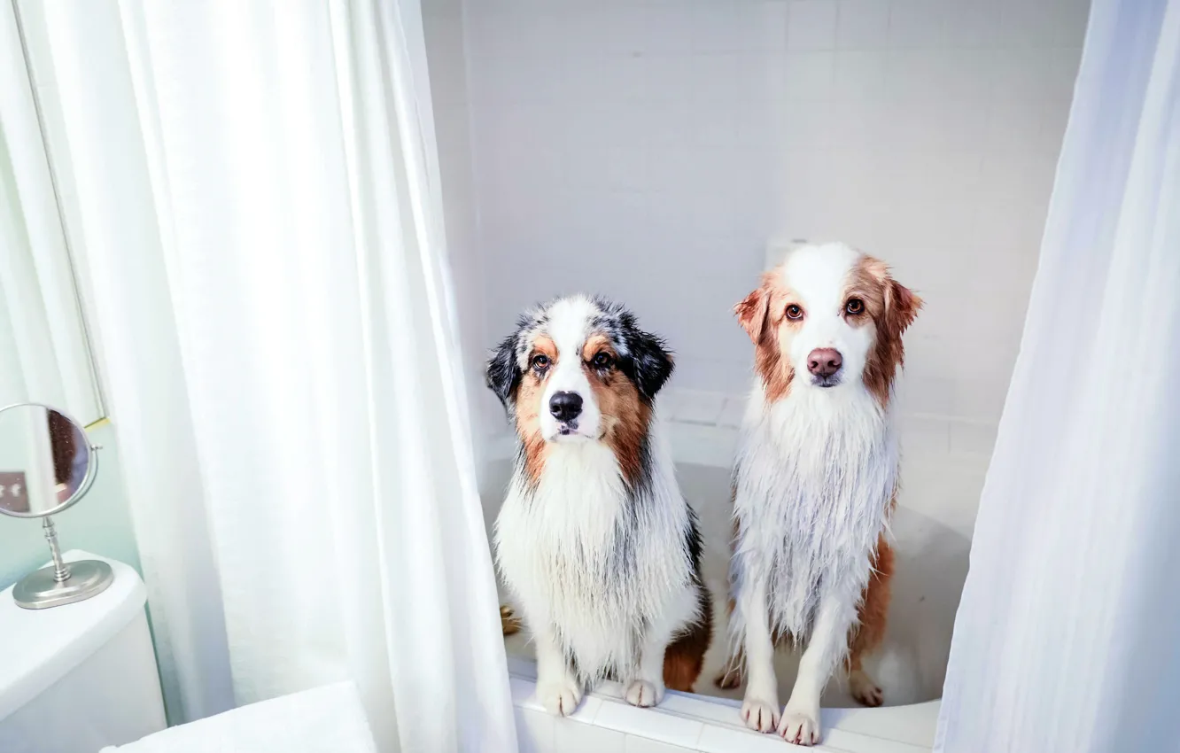 Photo wallpaper dogs, house, bath