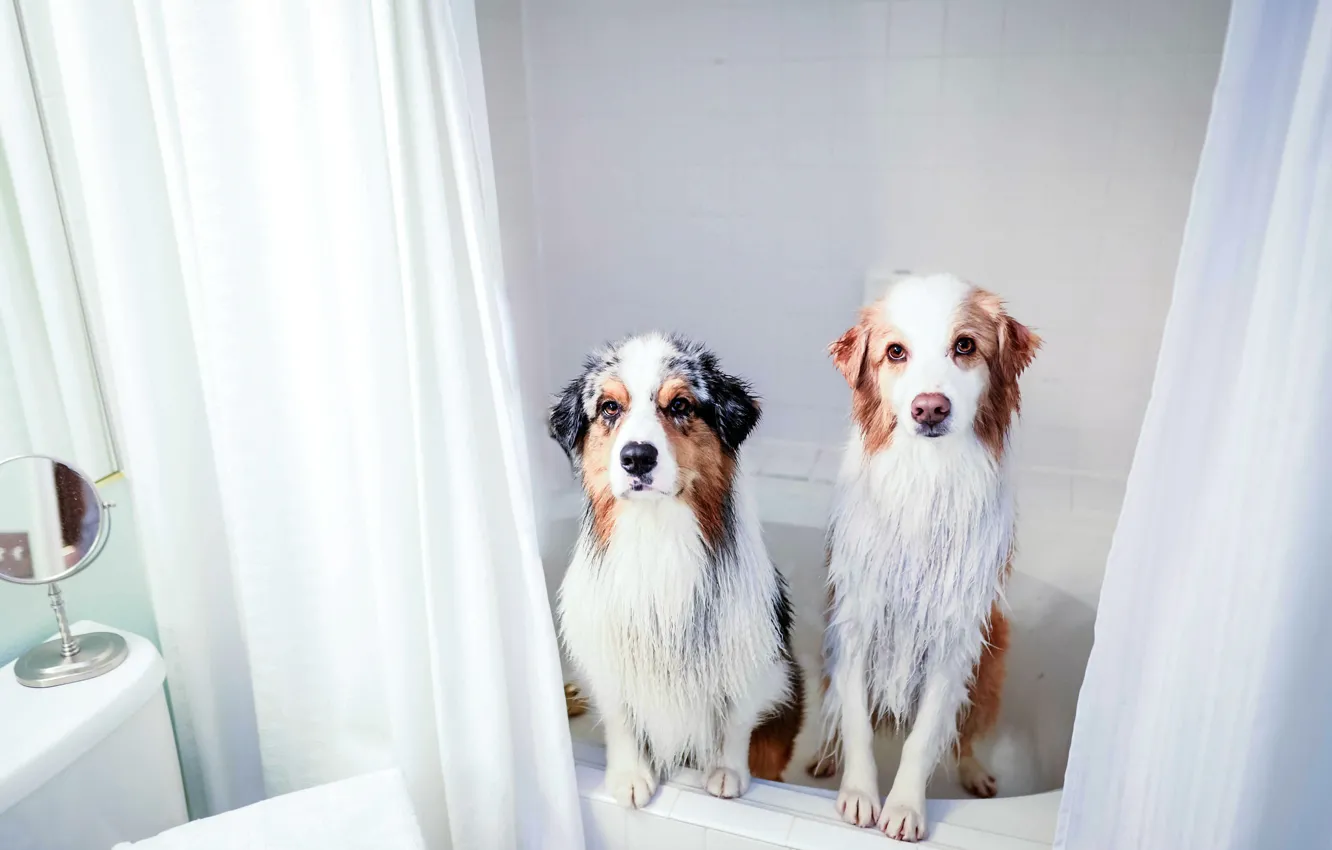 Photo wallpaper home, dog, bath