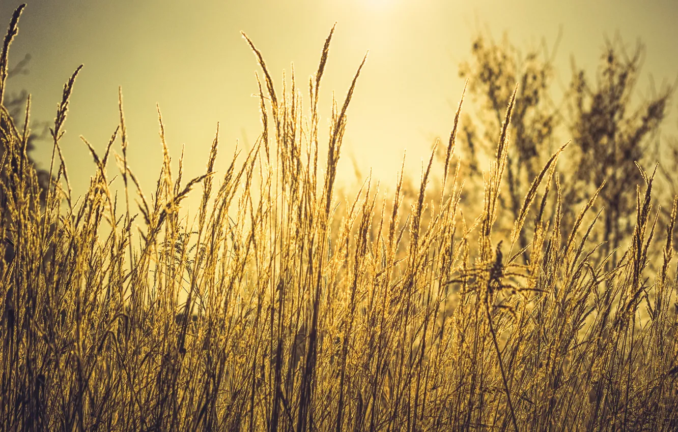 Photo wallpaper autumn, grass, macro