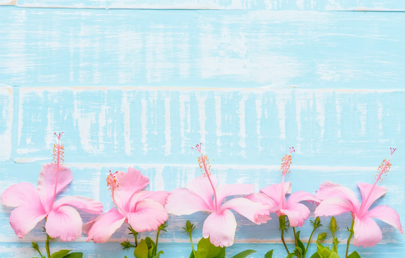 Photo wallpaper flowers, background, pink, blue, wood, blue, pink, flowers