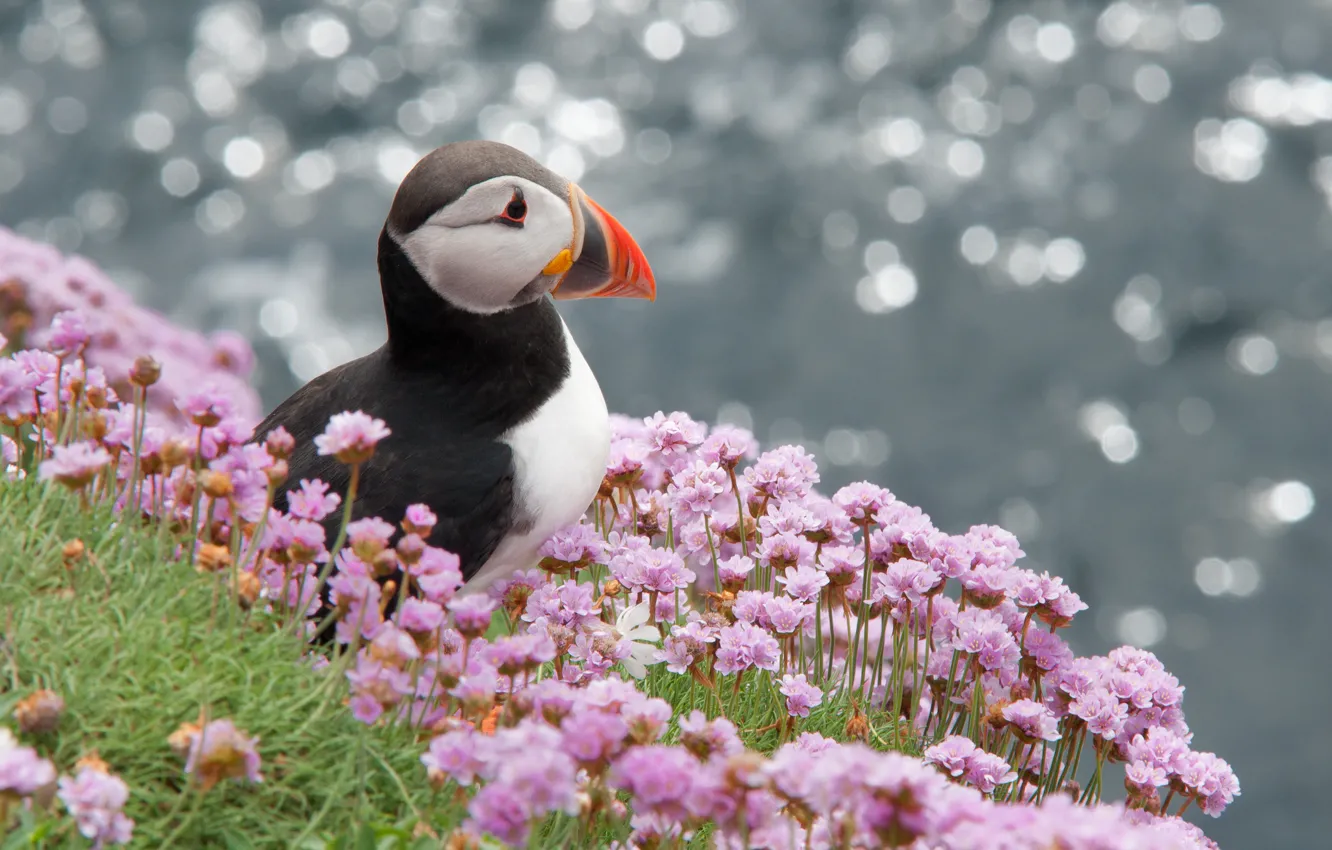 Photo wallpaper flowers, glare, bird, profile, puffin, Atlantic, Stalled